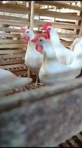 TELUR FERTIL AYAM WHITE LEGHORN PETELUR HANDAL UNTUK DI TETASKAN