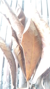A-Grade Clean Dried Talisay Leaves / Organic Catappa Leaves for Betta & Guppy
