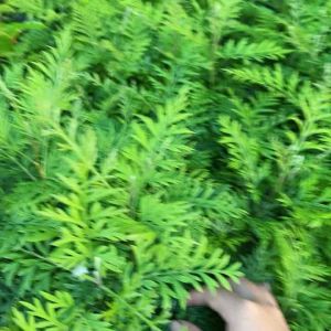 ต้นซิลเวอร์โอ๊ค 1 ชุด 10 ต้น ไม้โตเร็ว ต้นไม้ความหมายดี สูง 20 cm ขึ้นไป เสียหายเคลมฟรี