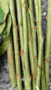 Mulberry Cuttings 10 pcs 25cm