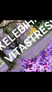 VITA STRESS VITAMIN AYAM