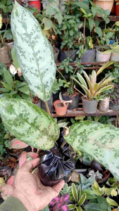 Aglaonema Manila Pride live plant (in 3.5x3.5x8" nursery bag)