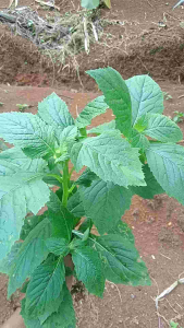 Sintrong Muda Rumput Sakit Segar Spesial Pull Nutrisi (kemasan 250 Gram)