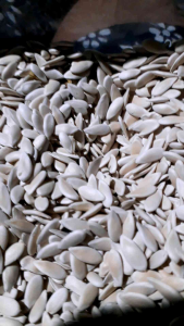 BENIH MELON MADU SUPER MANIS 50 biji