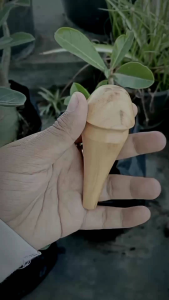 Pipa Padutan Kayu Cendana: Desain Minimalis & Unik