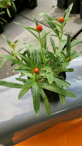 ดอกบานไม่รู้โรย ดอกสีส้ม ดอกสีม่วง ผลิบานไม่โรยรา ไม้มงคล