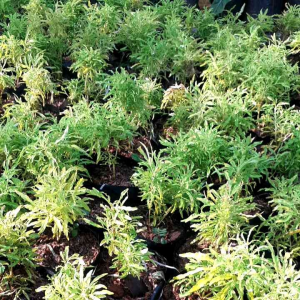 Tanaman Hias Brokoli Kuning: Dekorasi Interior yang Mudah Dirawat