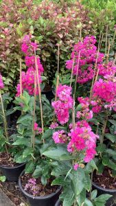 ต้นม่วงส่าหรี ม่วงส่าหรี ไม้ดอกสีม่วง  ไม้ดอก ส่าหรีม่วง crape myrtle crepe myrtle ตะเเบกม่วง ดอกสีม่วง ขนาดกระถาง 11 นิ้ว