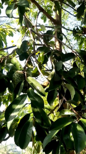 BENIH SIRSAK MADU SIAP SEMAI biji benih unggul buah