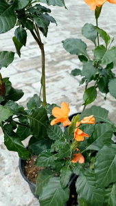 Pokok Bunga Kasandra/Crossandra Orange/Firecracker Flower (Random Colour)