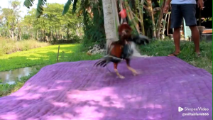 Boneka Aduan Ayam Jago: Panduan Lengkap