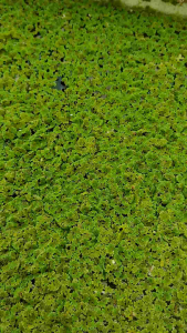 Benih Azolla | High Protein Plants