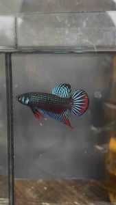 ลูกผสม40% 3K. ชุดเดิมพันสูงผ่านราคา 5000แล้ว โครตเก่ง เขี้ยว รอบเร็ว ลำหนัก เขี้ยวดี