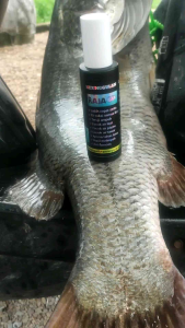 Raja ikan adalah essen penambah nafsu makan ikan 10X lebih cepat strike aromanya gurih amis dan tahan lama sehingga cepat ditemukan ikan. Raja Ikan ini racikan dari orang yang sangat berpengalaman dan terbukti ampuh.