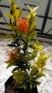 Santan (Ixora coccinea) is a dense tropical evergreen shrub known for its large clusters of bright star-shaped flowers. LIVE PLANT WITH ROOTS IN POLYBAG