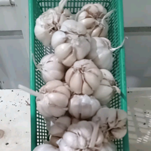 BAWANG PUTIH SINCO / BAWANG PUTIH LOKAL BERAT 1000GRAM MURAH