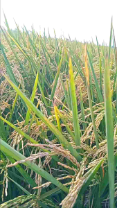 BIBIT PADI CIHERANG MURNI 1KG