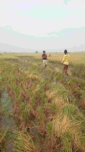 BENIH BIBIT PADI CAKRABUANA 04/ 5kg