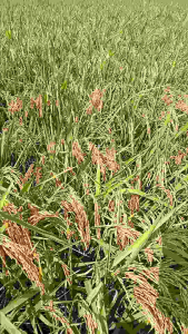 BENIH BIBIT PADI CAKRABUANA 04 1KG