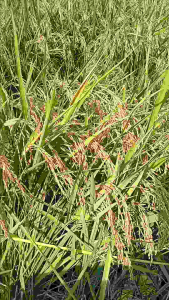 BENIH BIBIT PADI KOLOSEBO Super 1KG