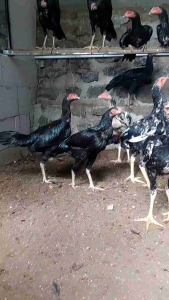 Vitagrow Premix 200gr: Suplemen Ayam Berkualitas untuk Pemacu Pertumbuhan & Postur