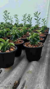 ชวนชมแกะเมดูซ่า (Adenium Carved Medusa) - กระถางหลายขนาด