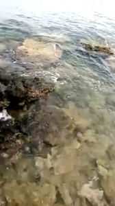 (30GR) LURE UMPAN CASTING STIKBAIT KAYU PAKE RATTEL GT BARAKUDA TENGIRI PARICI LURE