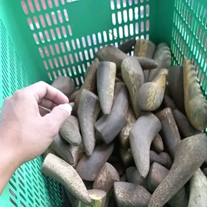 Ulekan/Mutu kayu aren