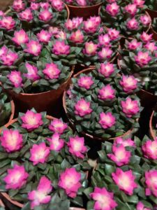 ต้นกุหลาบหินลูกชุบ ไม้อวบน้ำน่ารัก พร้อมกระถาง3