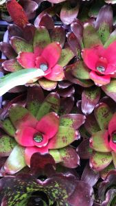 Neoregelia Casabo Non Var ( bromeliad / 積水风梨 )