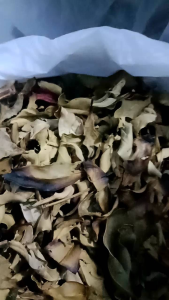 teh daun pucuk merah kering aaroma melati untuk mengobati gula darah