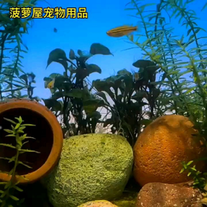Hiasan Aquarium Ornamen Bulan Sabit & Aksesoris Desain Unik