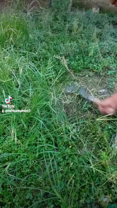 Arit Rumput Baja Per Asli Ukuran Jumbo