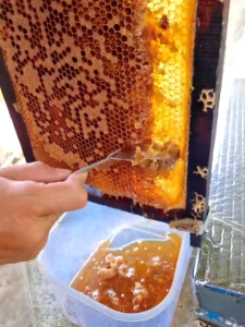 mật ong rừng tự nhiên