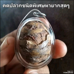 คตปลวกชนิดพิเศษ สัณฐานเดิมๆธรรมชาติ มีชิ้นเดียวหมดแล้วหมดเลยครับ