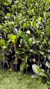 ต้นขนุนทองส้ม ( ทาบกิ่ง ) ต้นพันธุ์สูง70-80ซม.ลำต้นแข็งแรง ทาบกิ่งแผลแห้งสนิท ปลูก 1-2 ปีเริ่มให้ผลผลิต โดยเนื้อเนื้อมีสีเหลืองทอง รสชาติหวาน หอม เนื้อแห้งกรอบ อร่อย