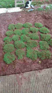 rumput jepang 1 meter x 1 meter