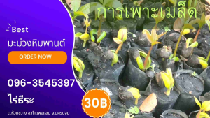 เมล็ดมะม่วงหิมพานต์ 5 กิโลกรัม - ราคาถูก 5 กิโลกรัม เมล็ดมะม่วงหิมพานต์ ราคาถูก