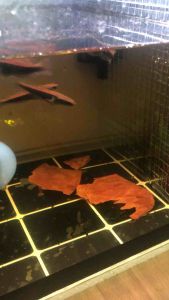 Red Barito sp madara