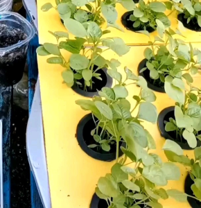 5000 BUTIR BIJI/BENIH BAYAM HIJAU MAESTRO