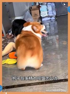 UPaw Chicken Duck Pork Skin Roll 小胖爪狗狗鸡肉鸭肉猪皮卷棒 Natural Dog Bone Dog Dental Chew Molar Dog Treats Pet Snack狗零食 狗磨牙 磨牙棒