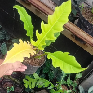 Tanaman Hias Philodendron Gergaji Golden: Panduan Lengkap
