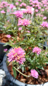 บานไม่รู้โรยไฟร์เวิร์คส์แคระ "Dwarf Tree" กระถาง 11 นิ้ว (กทม)