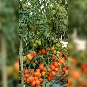 20 BUTIR BIJI BENIH TANAMAN TOMAT MARTA F1 (REPACK)