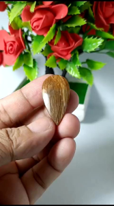 fosil kayu real picture natural top quality