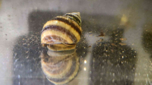 Piano snail (Taia naticoides) | Live animal