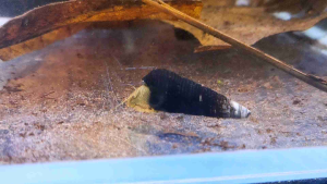 [Livestock] Rabbit snails