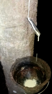 ปุ๋ยน้ำหมักต้มบำรุงรักษายาง บำรุงรักษาหน้ายาง ปลอดสารเร่ง ของแท้