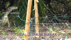 JERAT BIAWAK// PERANGKAP BIAWAK Perangkap Reptil Garansi Retur Perangkap Hewan Reptil Ekonomi - Lazada
