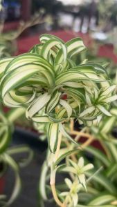 #ต้นเศรษฐีเรือนใน (Spider Plant หรือ Airplane Plant) หรือชื่อทางวิทยาศาสตร์คือ Chlorophytum comosum  #ต้นไม้ที่ช่วยฟอกอากาศได้ดี #สามารถลดสารพิษในอากาศได้ถึง 90 เปอร์เซ็นต์ภายใน 2 วัน และช่วยกำจัดเชื้อราและสารก่อภูมิแพ้อื่นๆ ในอากาศ       ข้อมูลเพิ่มเติมเ